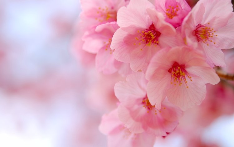 цветение, макро, вишня, сакура, цветки, flowering, macro, cherry, sakura, flowers