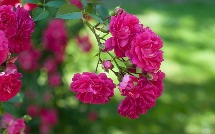макро, розы, розовый, куст, macro, roses, pink, bush