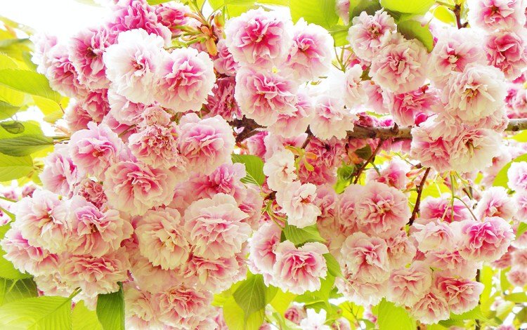 цветы, весна, розовые, сакура, flowers, spring, pink, sakura