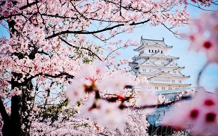 замок, пагода, япония, весна, дворец, сакура, castle, pagoda, japan, spring, palace, sakura