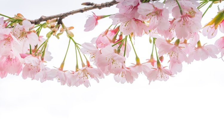 ветка, макро, весна, вишня, сакура, нежность, branch, macro, spring, cherry, sakura, tenderness