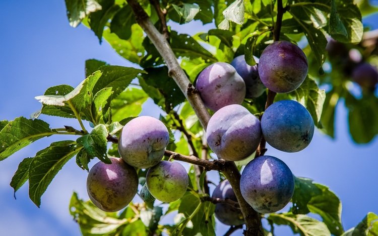 небо, листья, плоды, сливы, the sky, leaves, fruit, plum