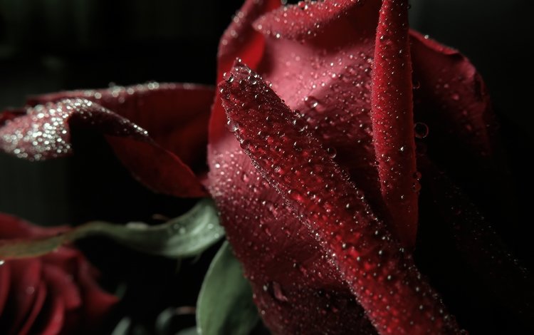макро, капли, роза, лепестки, красная, боке, тёмно красный, macro, drops, rose, petals, red, bokeh, dark red