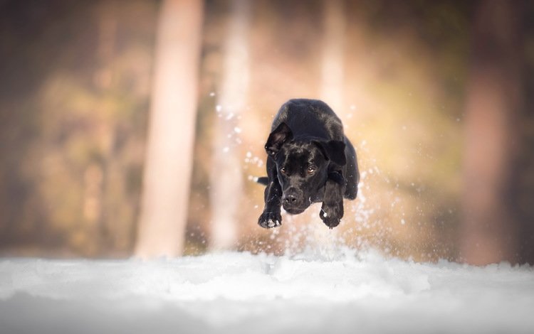 снег, собака, бег, лабрадор, snow, dog, running, labrador
