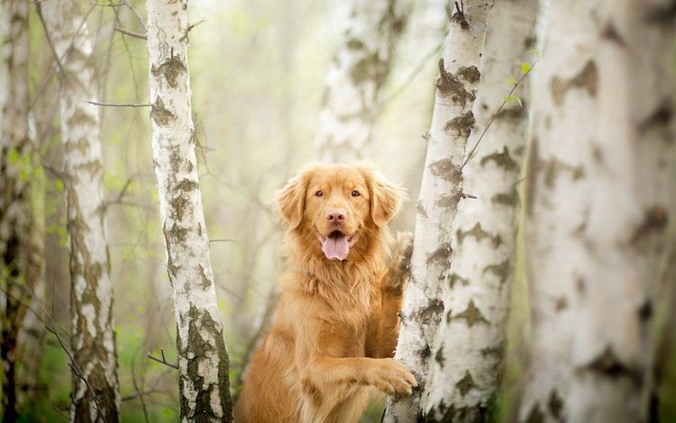 деревья, взгляд, собака, друг, золотистый ретривер, trees, look, dog, each, golden retriever