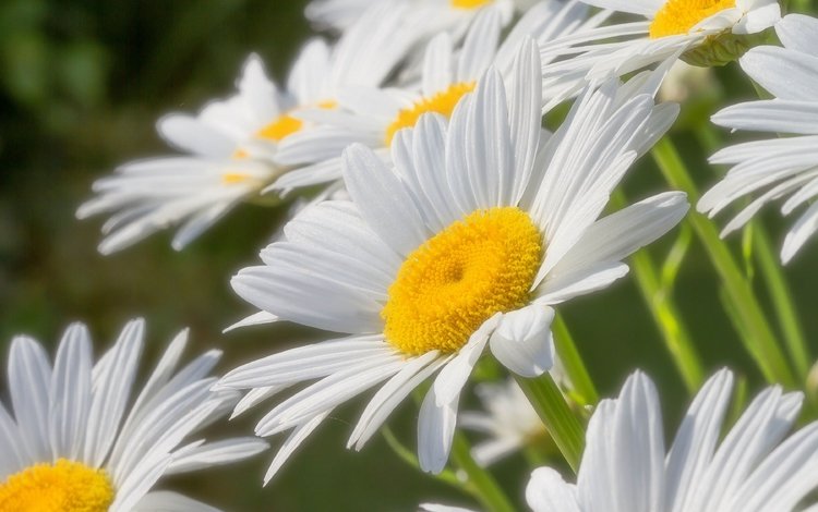 цветы, макро, лепестки, ромашки, flowers, macro, petals, chamomile