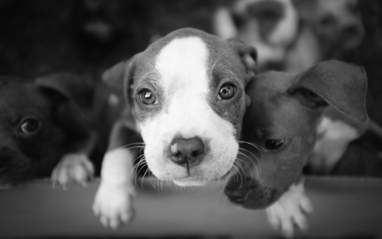 фон, чёрно-белое, щенки, собаки, background, black and white, puppies, dogs