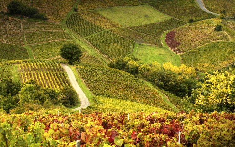 поле, склон, франция, холм, виноградник, божоле, field, slope, france, hill, vineyard, beaujolais