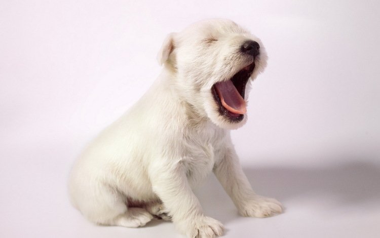 фон, собака, щенок, силихем-терьер, background, dog, puppy, the sealyham terrier