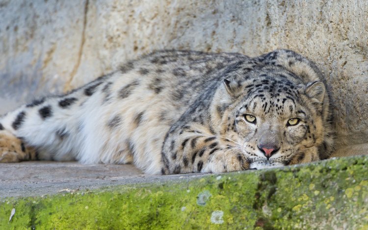 кошка, снежный барс, ирбис, ©tambako the jaguar, cat, snow leopard, irbis