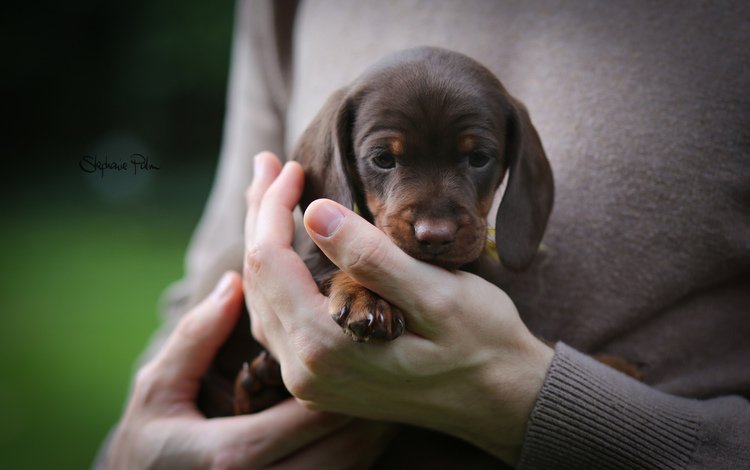 собака, щенок, руки, малыш, такса, dog, puppy, hands, baby, dachshund