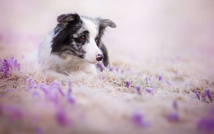 цветы, взгляд, собака, друг, бордер-колли, flowers, look, dog, each, the border collie