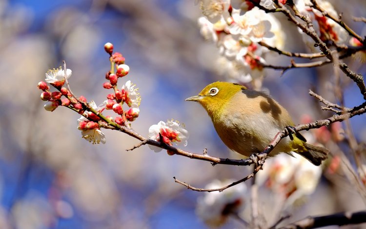 ветка, птица, весна, японская, слива, белоглазка, branch, bird, spring, japanese, drain, white-eyed