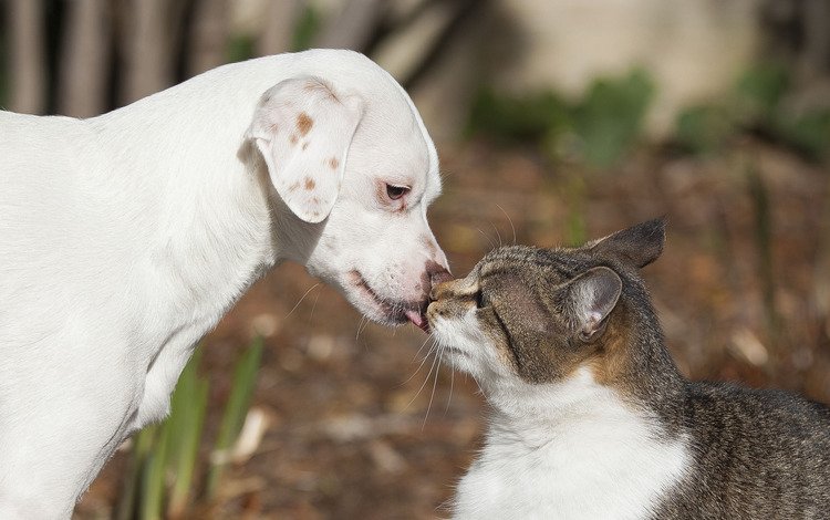 кот, кошка, собака, щенок, любовь, поцелуй, друзья, cat, dog, puppy, love, kiss, friends
