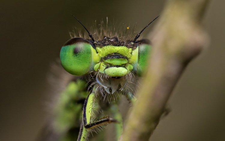 глаза, природа, макро, насекомое, размытость, стрекоза, крупным планом, eyes, nature, macro, insect, blur, dragonfly, closeup