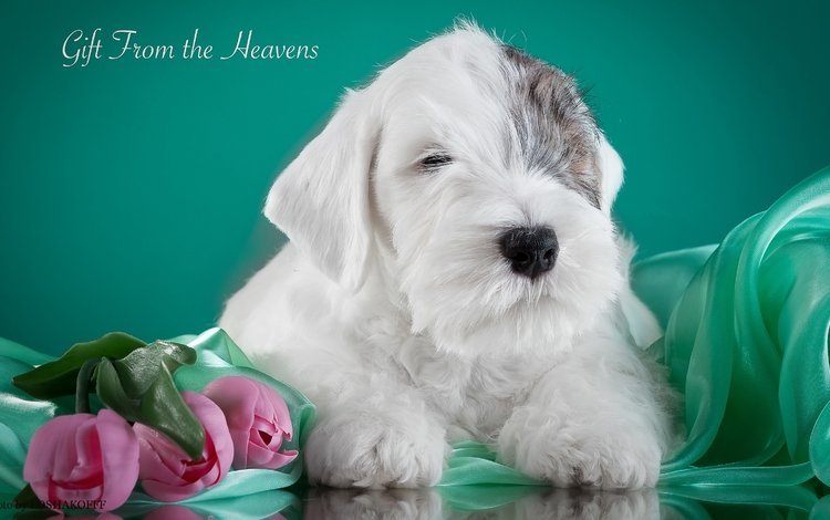 щенок, тюльпаны, силихем-терьер, puppy, tulips, the sealyham terrier