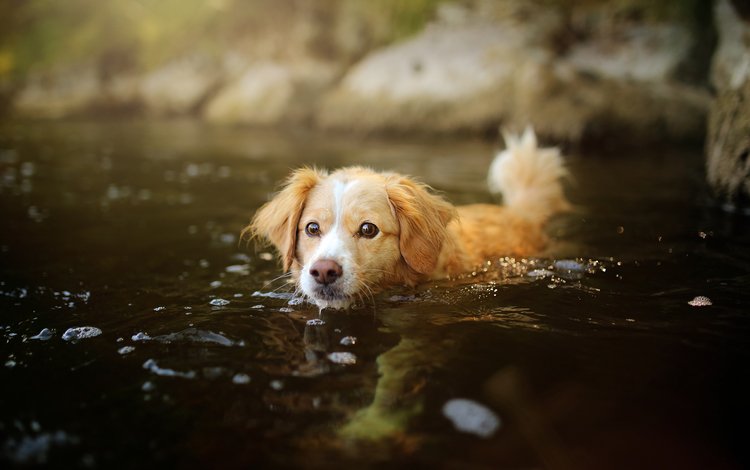 вода, мордочка, взгляд, собака, щенок, water, muzzle, look, dog, puppy