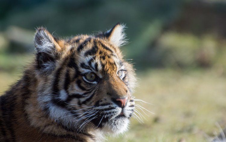 тигр, взгляд, тигренок, детеныш, суматранский тигр, tiger, look, cub, sumatran tiger