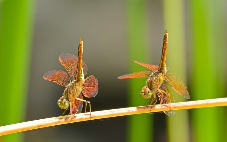 макро, насекомые, танец, парочка, дуэт, стрекозы, macro, insects, dance, a couple, duo, dragonflies