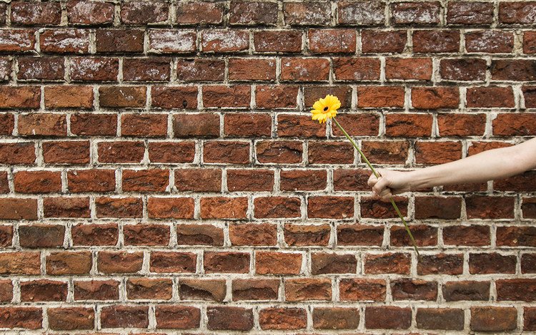 рука, цветок, стена, подарок, гербера, hand, flower, wall, gift, gerbera