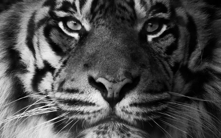 тигр, морда, взгляд, хищник, суматранский тигр, tiger, face, look, predator, sumatran tiger