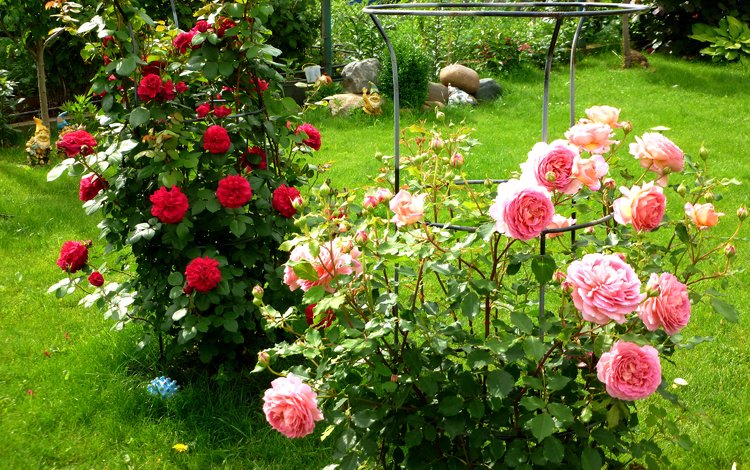 цветы, трава, зелень, кусты, розы, красные, сад, розовые, flowers, grass, greens, the bushes, roses, red, garden, pink