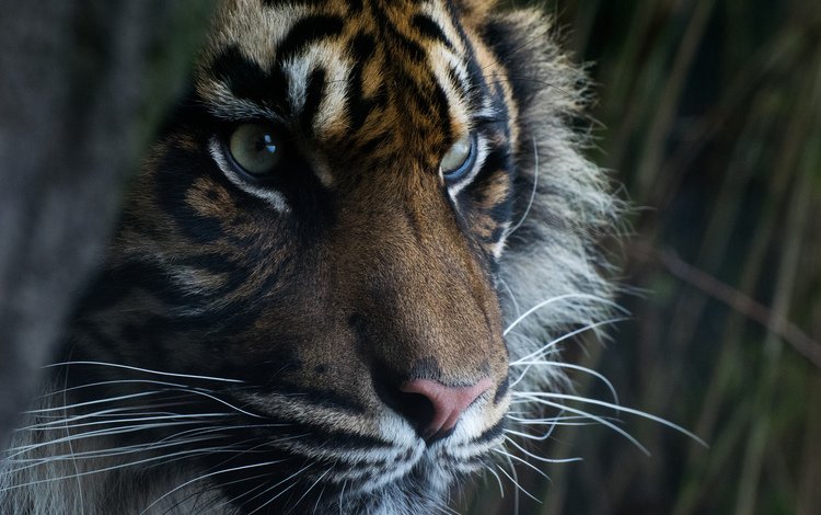тигр, глаза, морда, взгляд, хищник, суматранский тигр, tiger, eyes, face, look, predator, sumatran tiger
