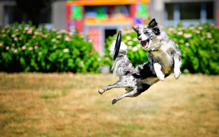 собака, прыжок, игра, dog, jump, the game