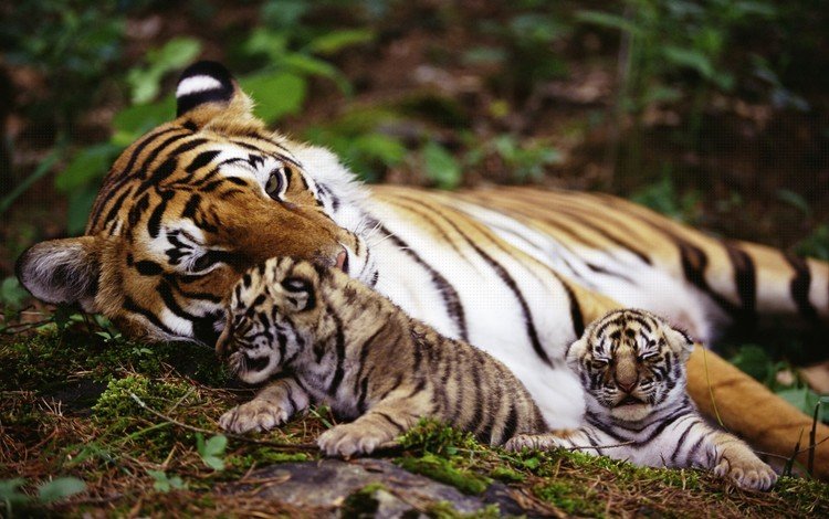 тигр, природа, животные, на природе, животно е, тигры, tiger, nature, animals, tigers