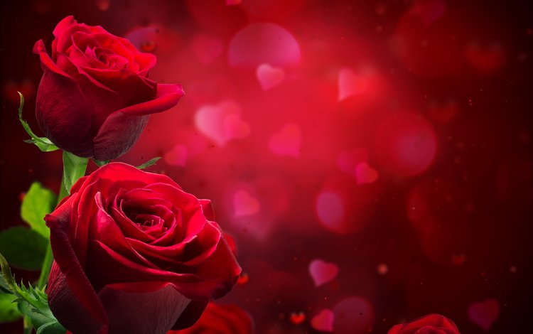 крупным планом, цветы, фон, розы, лепестки, красные, блики, сердечки, размытие, closeup, flowers, background, roses, petals, red, glare, hearts, blur