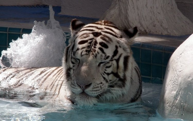 тигр, вода, большая кошка, белый тигр, спящий тигр, tiger, water, big cat, white tiger, the sleeping tiger