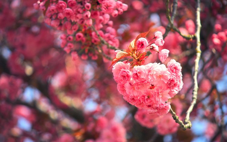 цветение, макро, ветки, вишня, сакура, цветки, боке, flowering, macro, branches, cherry, sakura, flowers, bokeh
