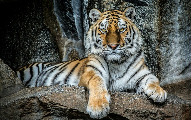 тигр, камни, портрет, взгляд, хищник, красавец, tiger, stones, portrait, look, predator, handsome