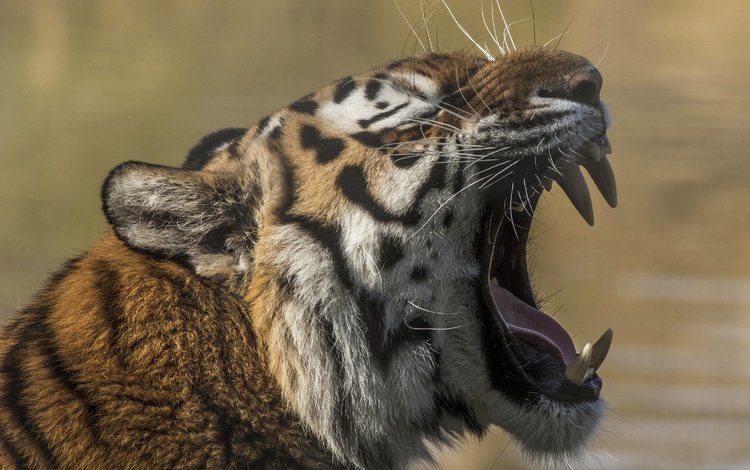 тигр, морда, клыки, хищник, зубы, зверь, пасть, дикая кошка, tiger, face, fangs, predator, teeth, beast, mouth, wild cat