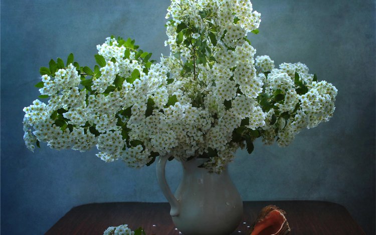 белый, ваза, кувшин, ракушка, спирея, таволга, white, vase, pitcher, shell, spiraea, meadowsweet
