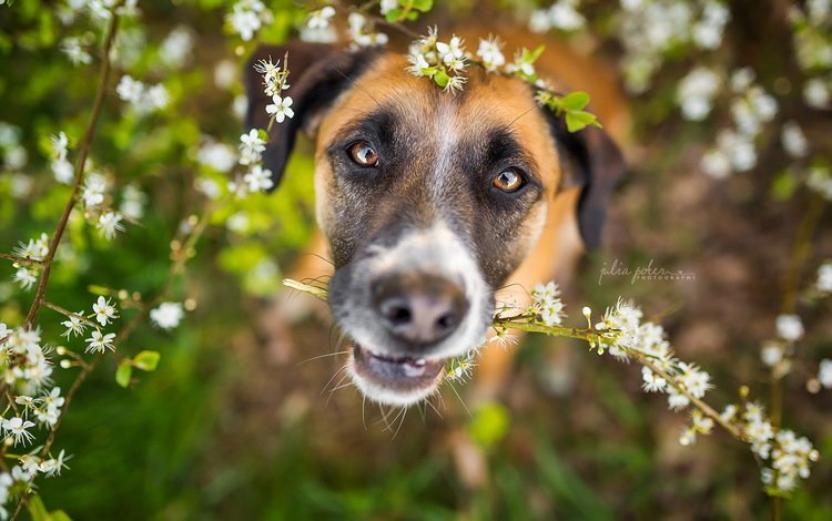 цветы, природа, взгляд, собака, весна, друг, flowers, nature, look, dog, spring, each