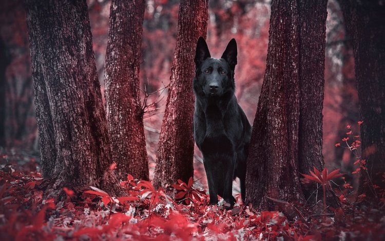 деревья, листья, взгляд, осень, собака, друг, немецкая овчарка, trees, leaves, look, autumn, dog, each, german shepherd