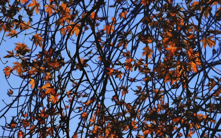 небо, листья, ветки, ветви, осень, осен, ветками,  листья, the sky, leaves, branches, branch, autumn