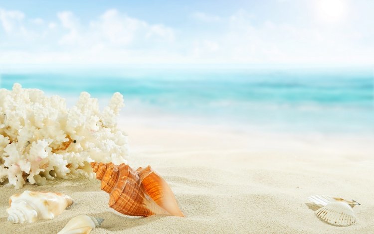 песка, берег, seashells, летнее, море, песок, пляж, ракушки, голубая, морская звезда, рай, shore, summer, sea, sand, beach, shell, blue, starfish, paradise