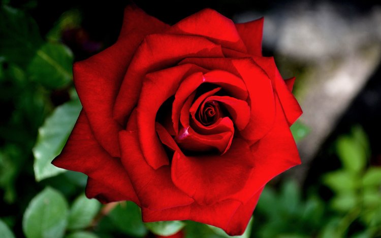 цветение, макро, роза, красная, краcный, крупным планом, роз, flowering, macro, rose, red, closeup, roses