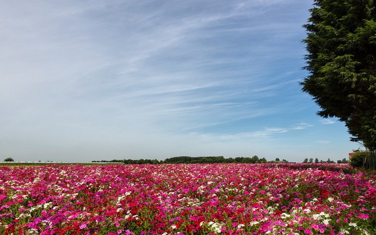 цветы, пейзаж, поле, flowers, landscape, field