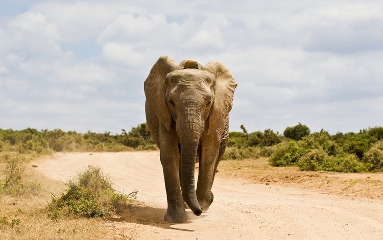 дорога, слон, животное, road, elephant, animal