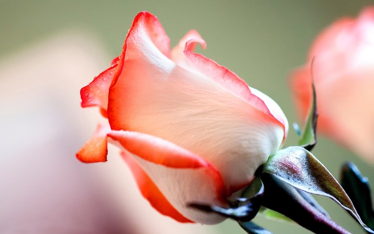 цветы, роза, лепестки, красивые, краcный, красива,  цветы, flowers, rose, petals, beautiful, red