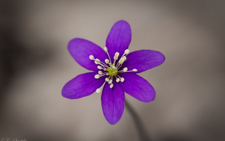 фокус камеры, макро, цветок, фиолетовый, сиреневый, анемона, ветреница, печёночница, перелеска, the coppice, the focus of the camera, macro, flower, purple, lilac, anemone, pechenocna