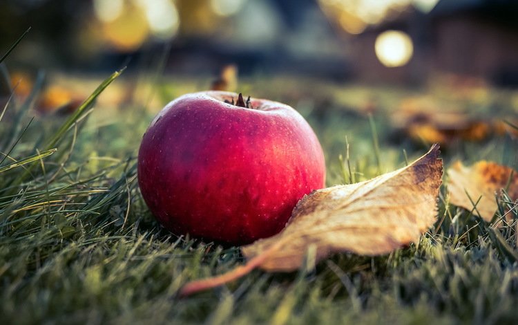 фон, фрукты, лист, яблоко, background, fruit, sheet, apple