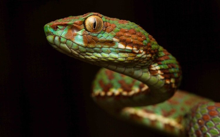фон, взгляд, змея, окрас, чешуя, рептилия, гадюка, пресмыкающееся, background, look, snake, color, scales, reptile, viper