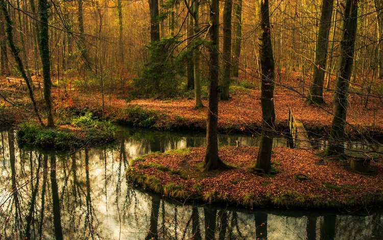 деревья, вода, лес, отражение, мост, осень, водоем, осен, заркало, mirror, trees, water, forest, reflection, bridge, autumn, pond