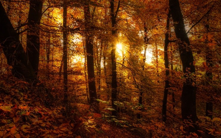 деревья, лес, листья, осень, осен, солнечный свет,  листья, trees, forest, leaves, autumn, sunlight
