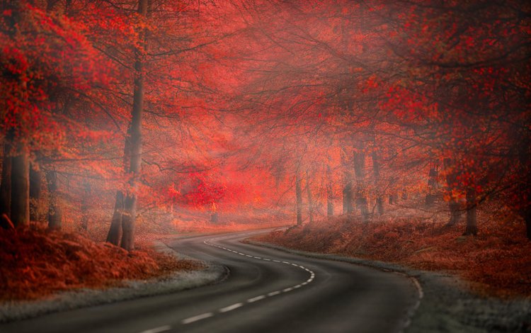дорога, nature. beauty, природа, лес, листья, туман, осень, краcный, автодорога,  листья, road, nature, forest, leaves, fog, autumn, red