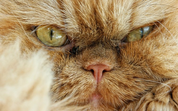 кот, мордочка, взгляд, сердитый, персидская кошка, cat, muzzle, look, angry, persian cat